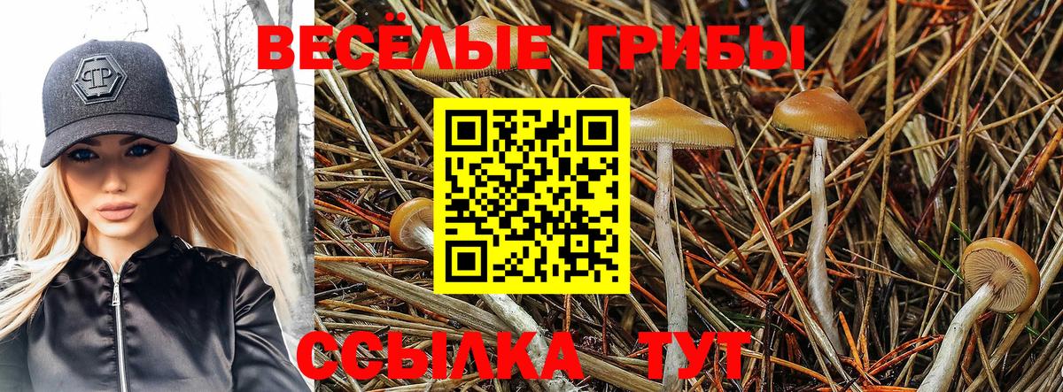Псилоцибиновые грибы прущие грибы Ачхой-Мартан